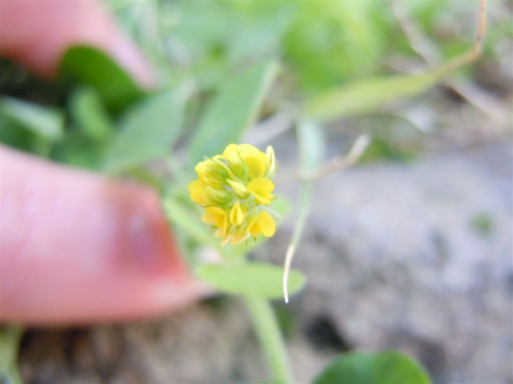 Da identificare - Medicago sp.
